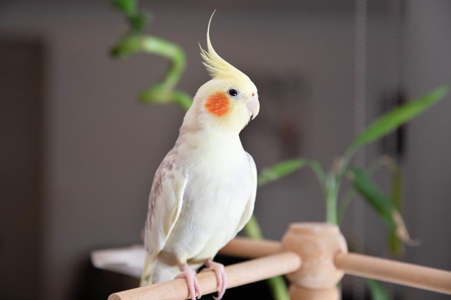 A bird Haku has cared for