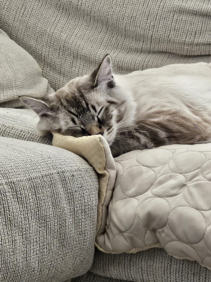 A cat Haku has cared for