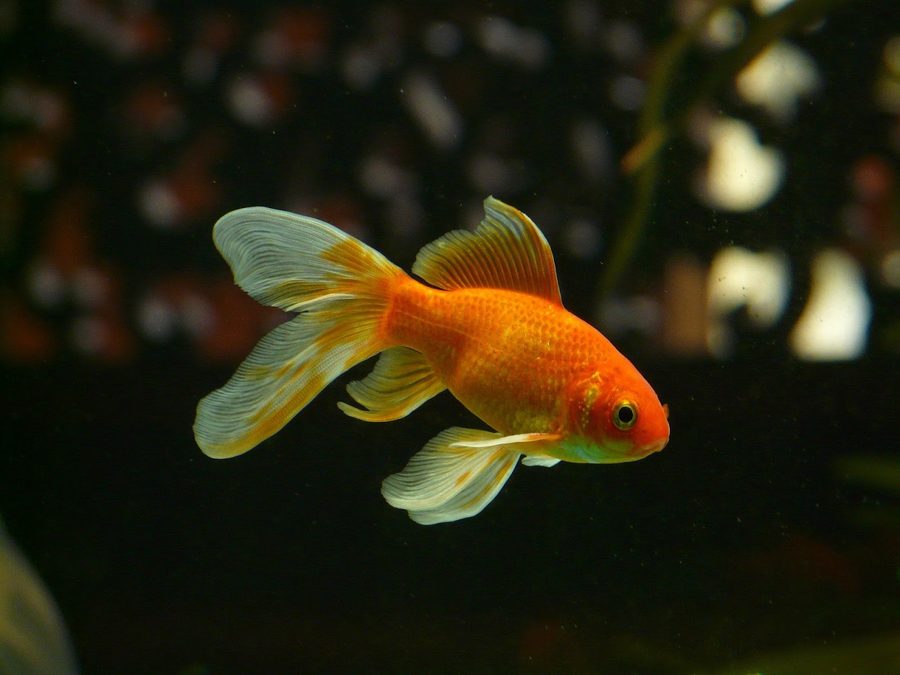 A fish Haku has cared for