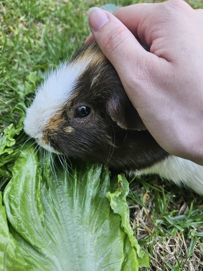 A guinea pig Haku has cared for