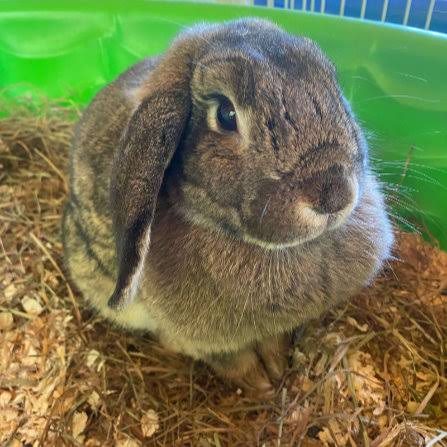 A rabbit Haku has cared for