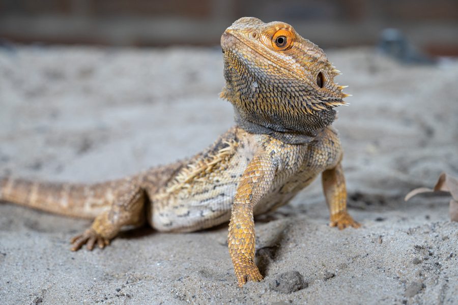 A reptile Haku has cared for