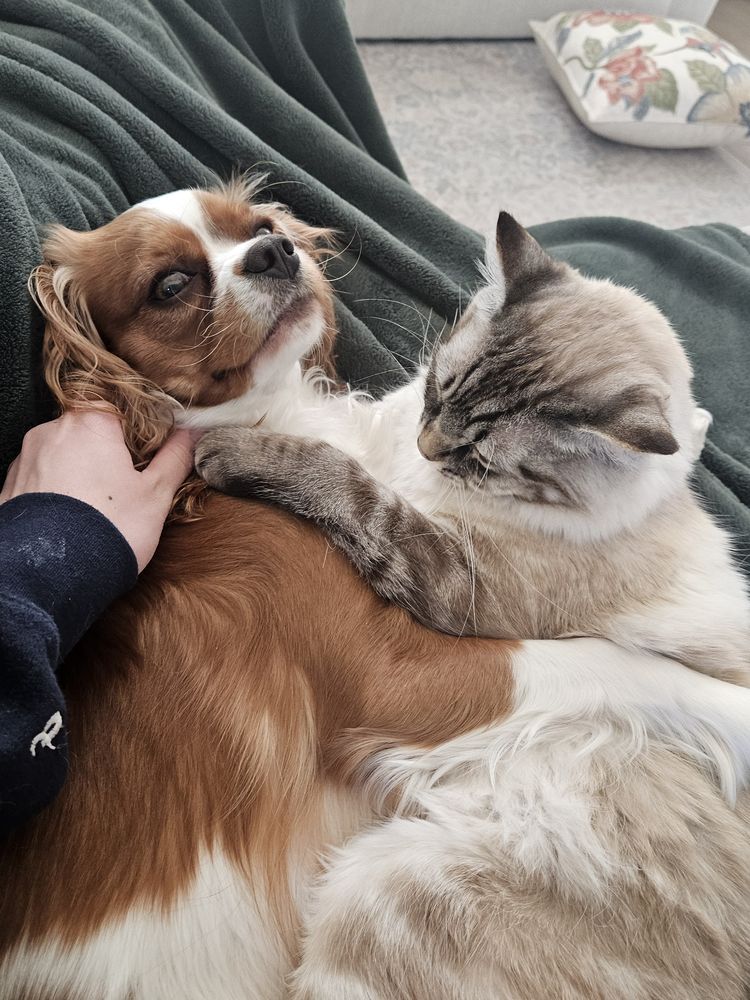A Cavalier King Charles Spaniel and a fluffy cat napping curled up together
