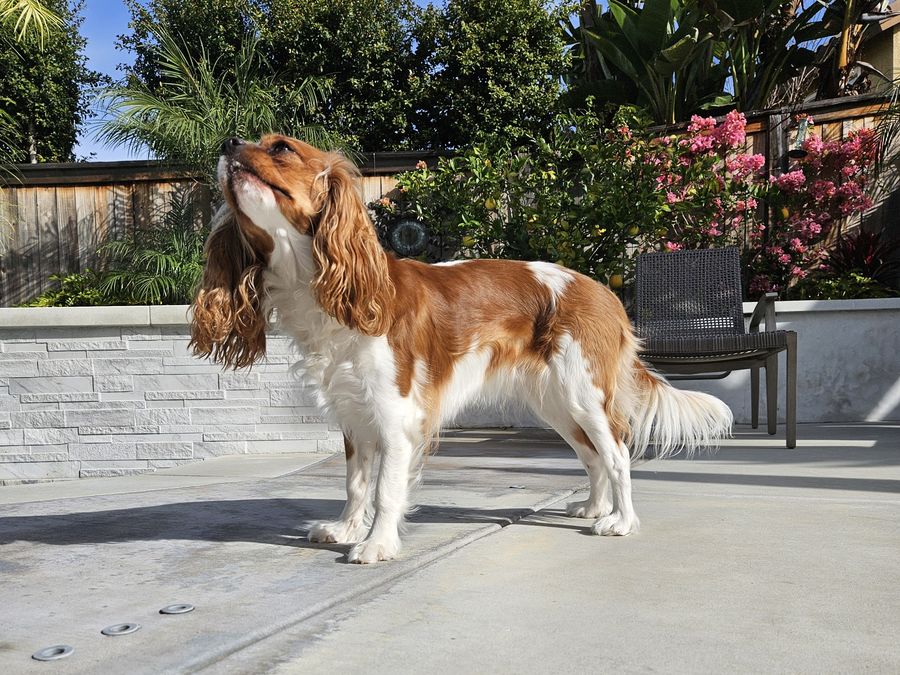 A Cavalier King Charles Spaniel standing in a sunny garden