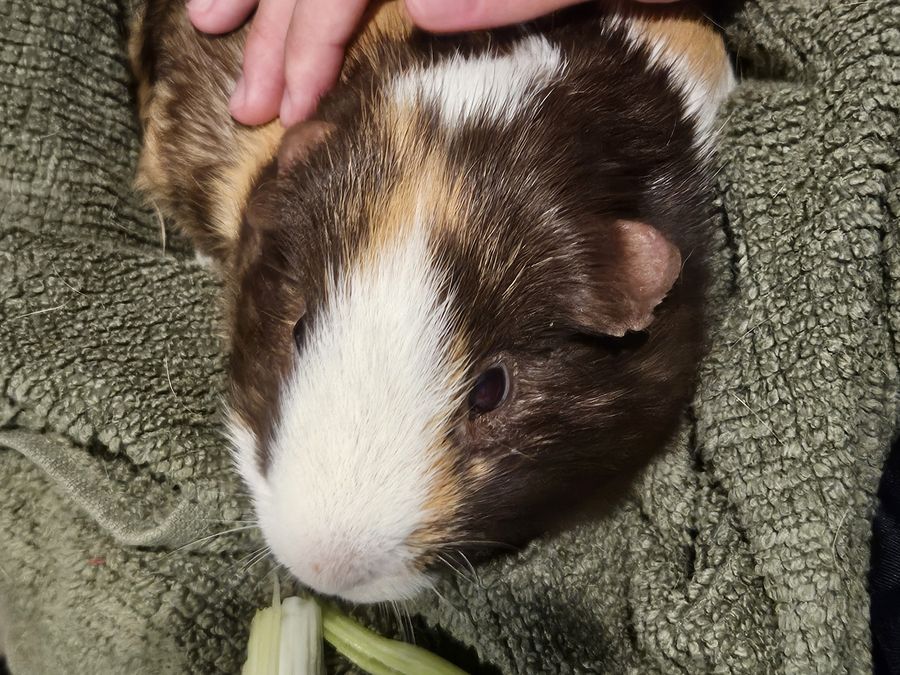 A brown and white guinea pig wrapped in a towel munching celery